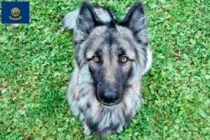 Read more about the article Sylvan Companion Dog Breeders and Puppies in Idaho