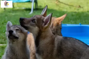 Read more about the article Sylvan Companion Dog Breeder and Puppies in Illinois