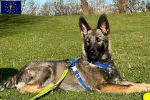 Read more about the article Sylvan Companion Dog Breeders and Puppies in Indiana