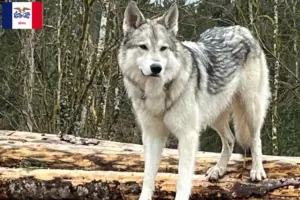 Read more about the article Sylvan Companion Dog Breeders and Puppies in Iowa