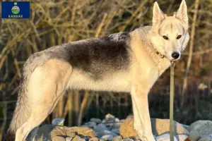 Read more about the article Sylvan Companion Dog breeders and puppies in Kansas