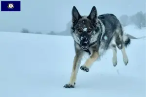 Read more about the article Sylvan Companion Dog breeders and puppies in Kentucky