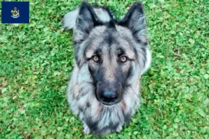 Read more about the article Sylvan Companion Dog breeders and puppies in Maine