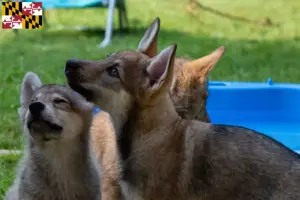 Read more about the article Sylvan Companion Dog Breeder and Puppies in Maryland