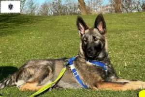 Read more about the article Sylvan Companion Dog Breeders and Puppies in Massachusetts