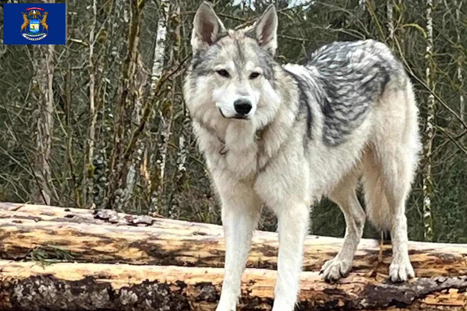 Read more about the article Sylvan Companion Dog Breeder and Puppies in Michigan