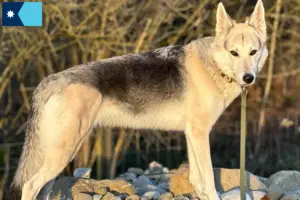 Read more about the article Sylvan Companion Dog Breeders and Puppies in Minnesota