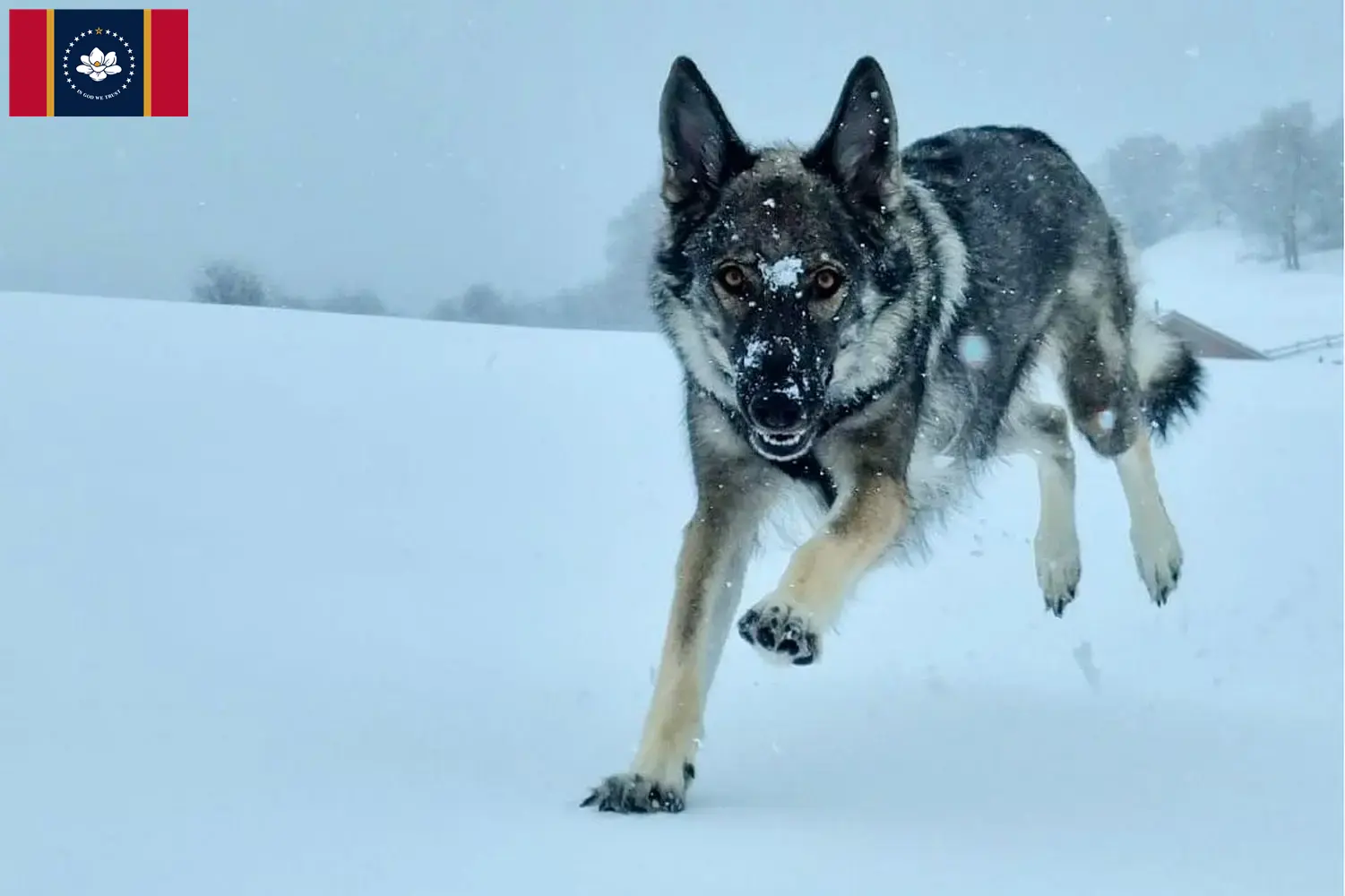 Read more about the article Sylvan Companion Dog Breeders and Puppies in Mississippi