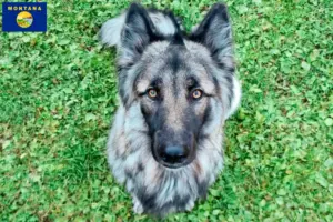 Read more about the article Sylvan Companion Dog Breeder and Puppies in Montana