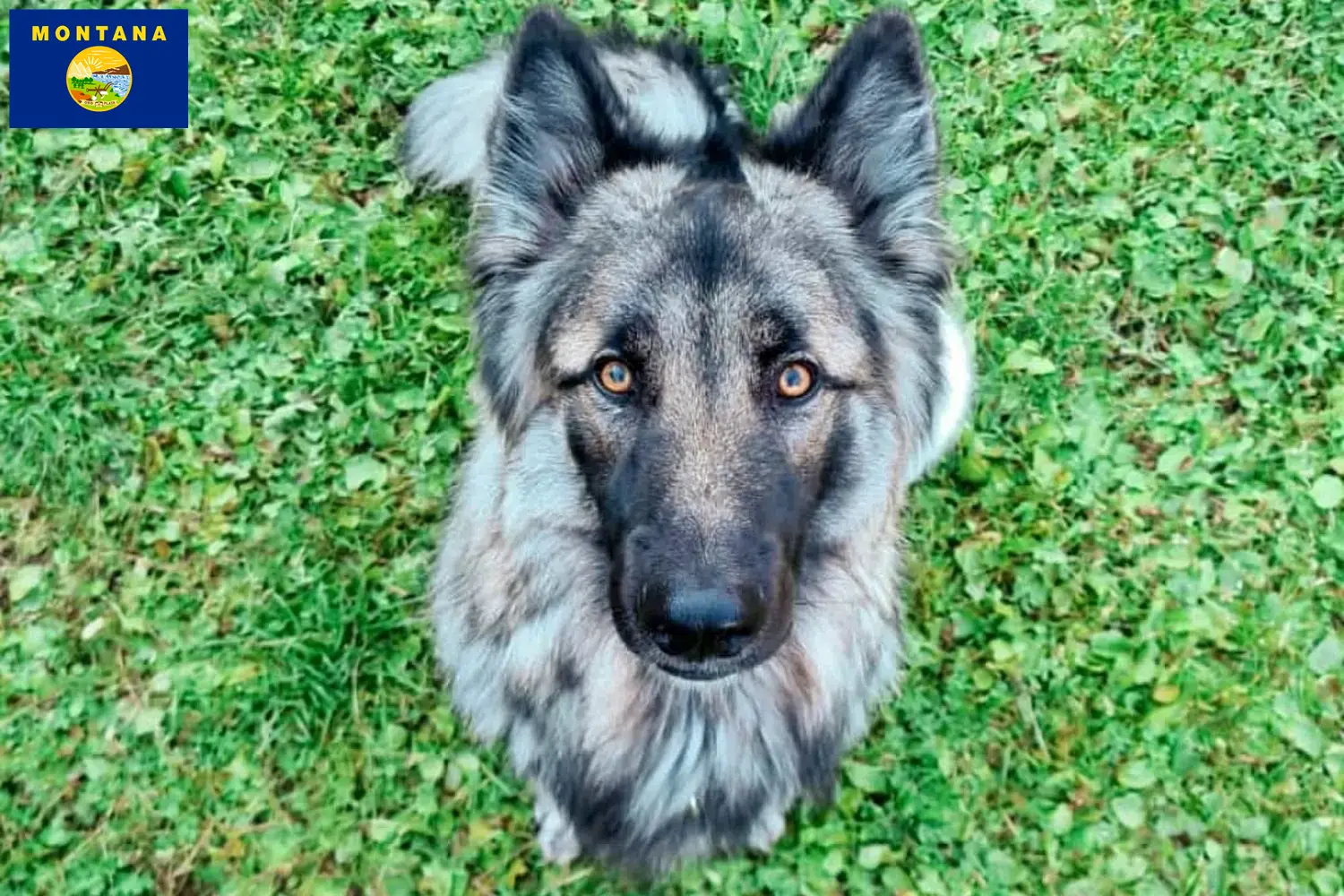 Read more about the article Sylvan Companion Dog Breeder and Puppies in Montana