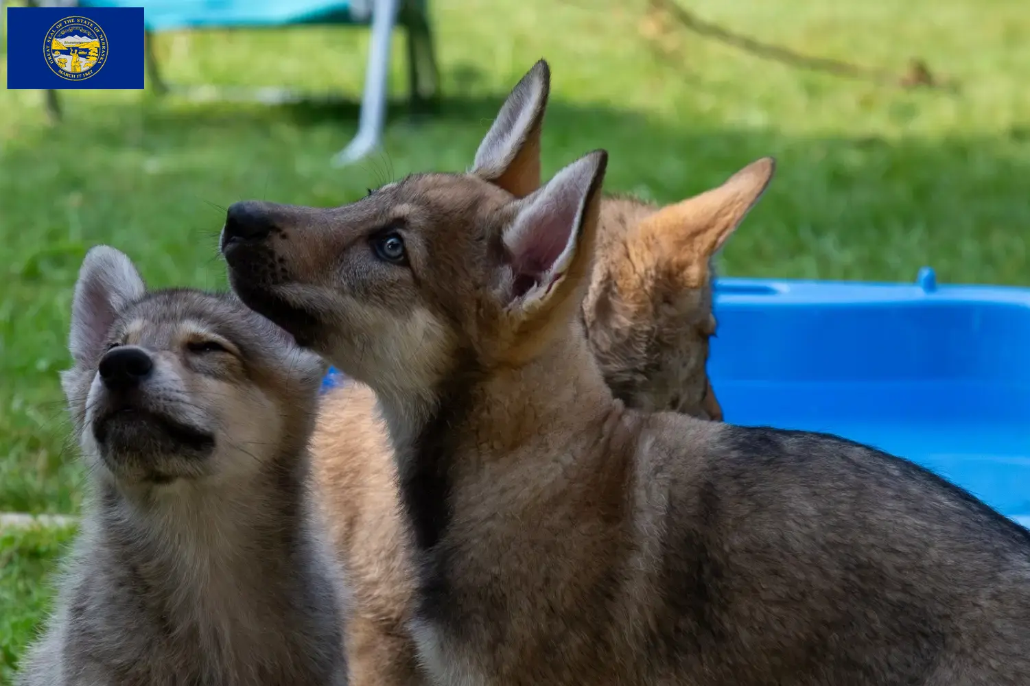 Read more about the article Sylvan Companion Dog Breeders and Puppies in Nebraska