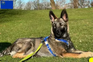 Read more about the article Sylvan Companion Dog Breeders and Puppies in Nevada