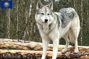 Read more about the article Sylvan Companion Dog Breeder and Puppies in New Hampshire