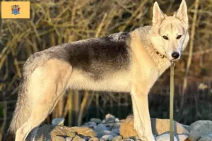 Read more about the article Sylvan Companion Dog Breeder and Puppies in New Jersey