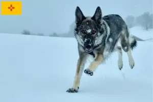 Read more about the article Sylvan Companion Dog Breeder and Puppies in New Mexico