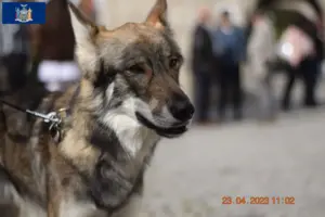 Read more about the article Sylvan Companion Dog Breeder and Puppies in New York