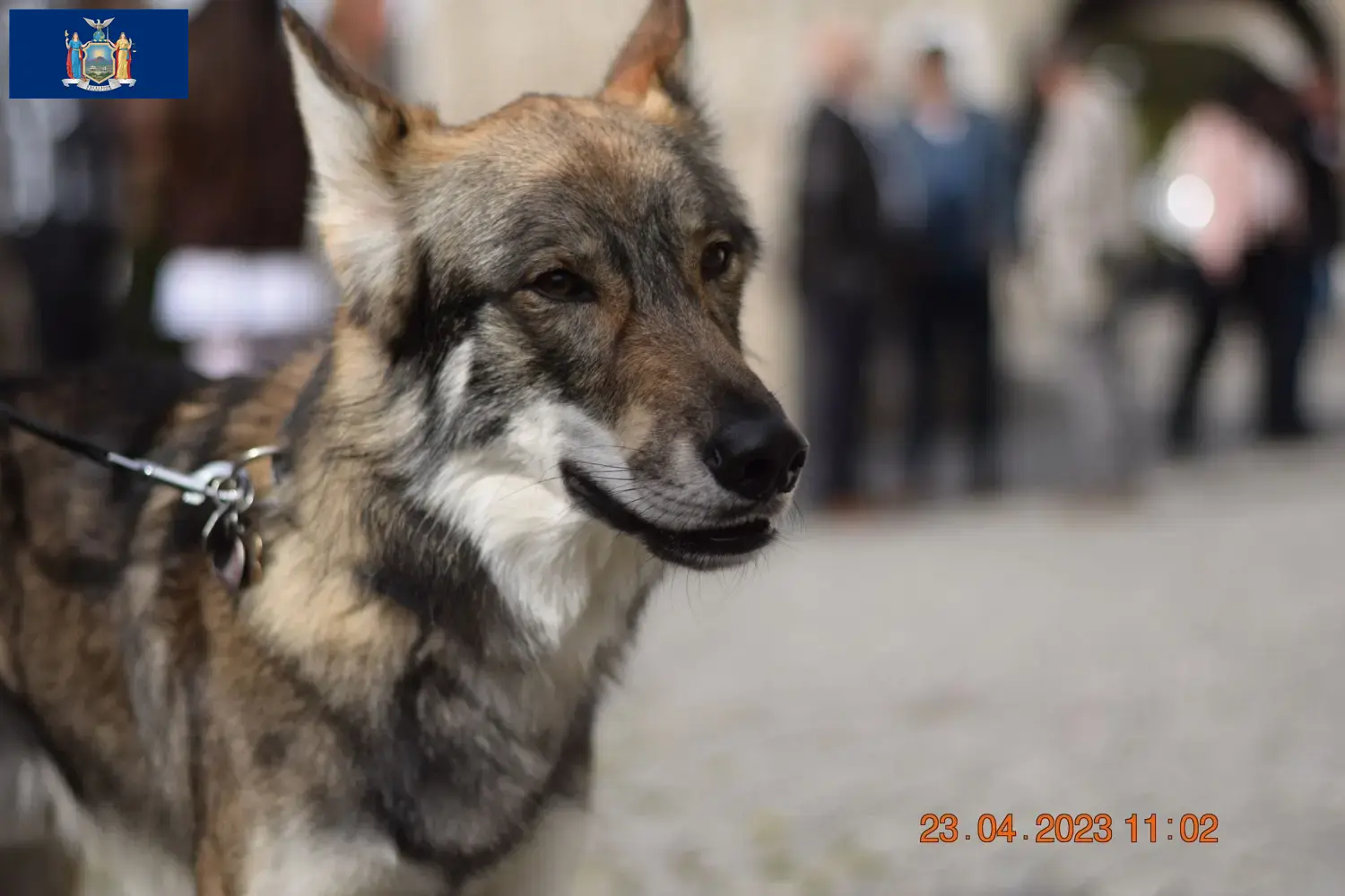 Read more about the article Sylvan Companion Dog Breeder and Puppies in New York