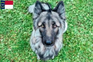 Read more about the article Sylvan Companion Dog Breeders and Puppies in North Carolina