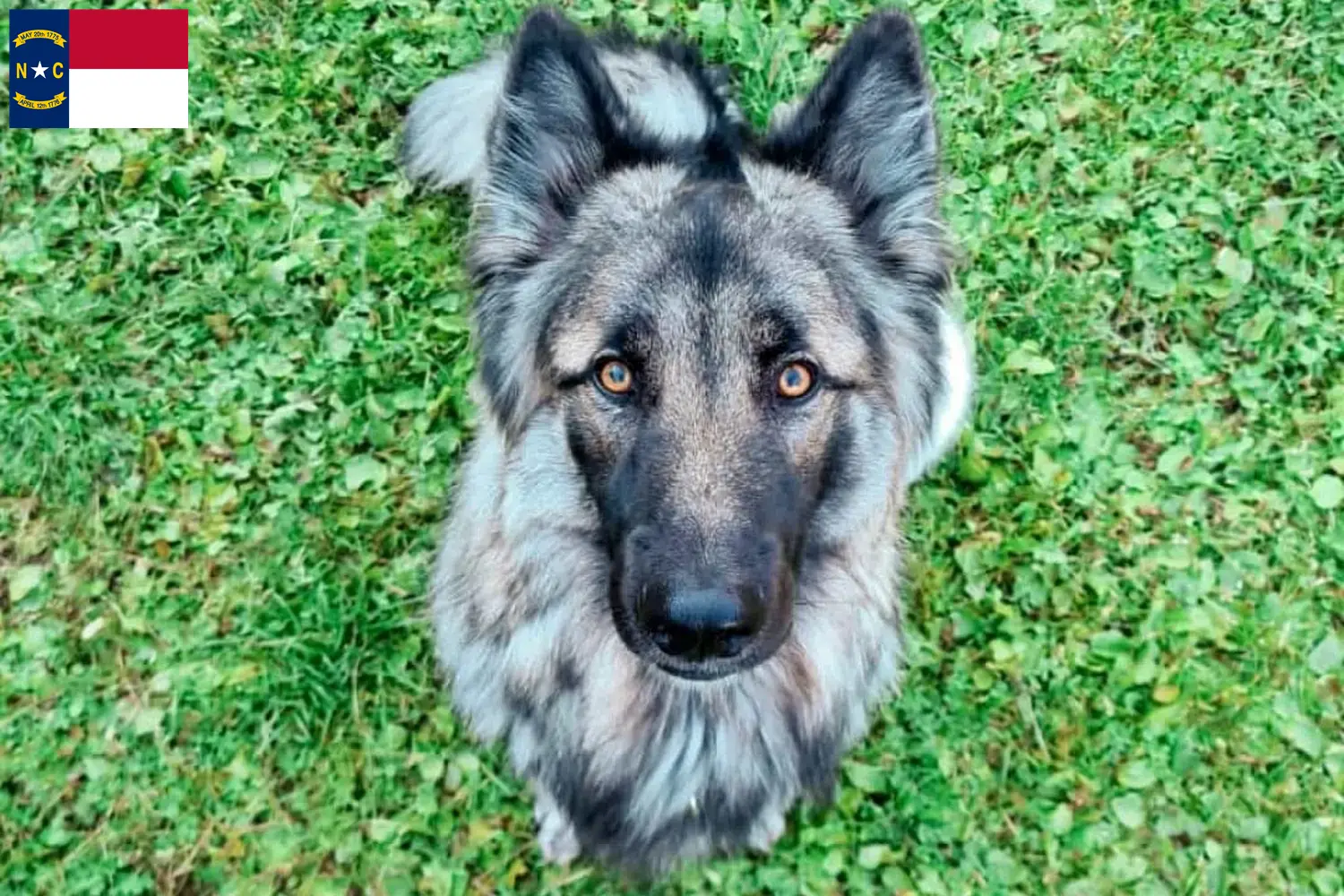 Read more about the article Sylvan Companion Dog Breeders and Puppies in North Carolina