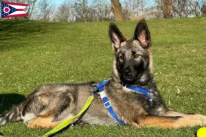 Read more about the article Sylvan Companion Dog Breeder and Puppies in Ohio