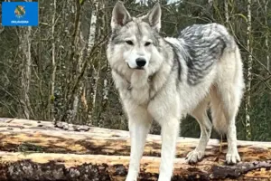 Read more about the article Sylvan Companion Dog Breeders and Puppies in Oklahoma