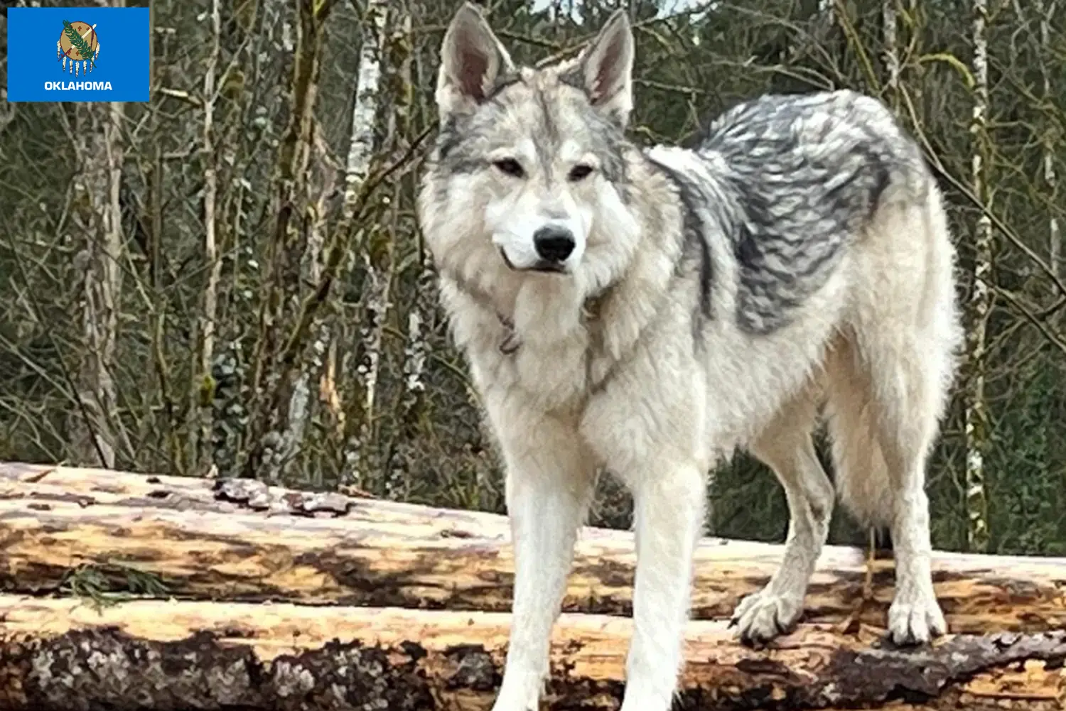 Read more about the article Sylvan Companion Dog Breeders and Puppies in Oklahoma