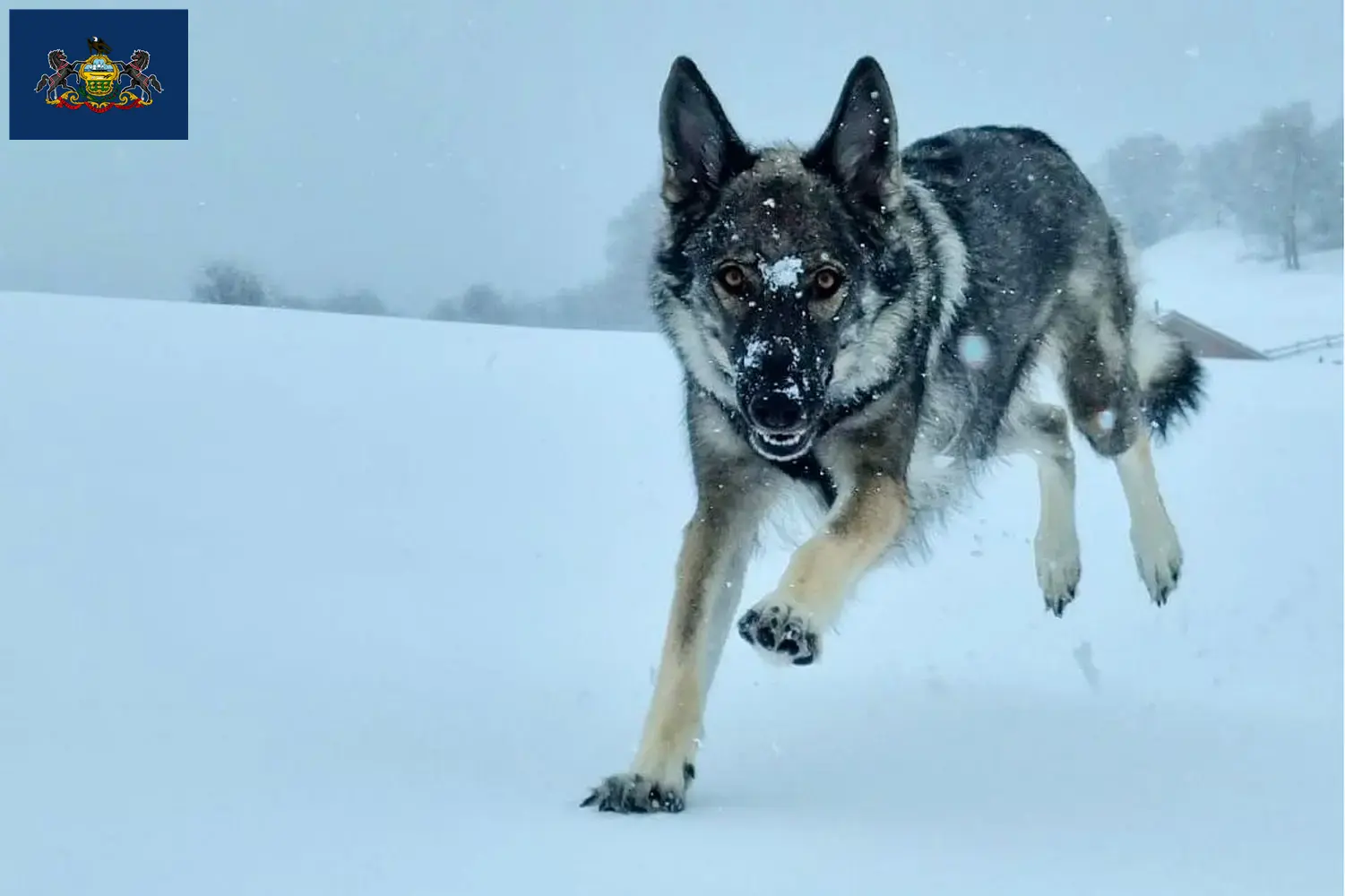 Read more about the article Sylvan Companion Dog Breeder and Puppies in Pennsylvania