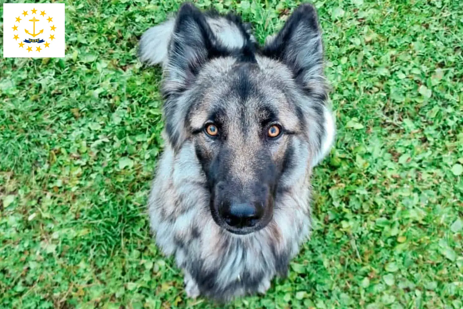 Read more about the article Sylvan Companion Dog Breeders and Puppies in Rhode Island