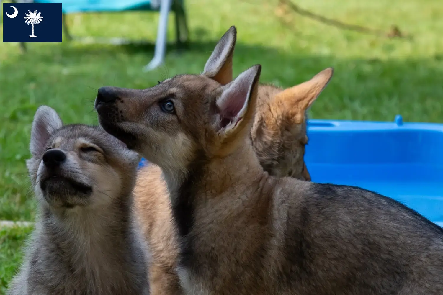 Read more about the article Sylvan Companion Dog Breeders and Puppies in South Carolina