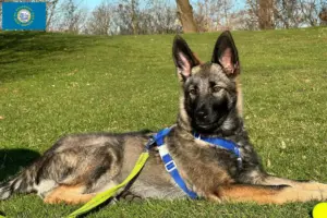 Read more about the article Sylvan Companion Dog Breeders and Puppies in South Dakota