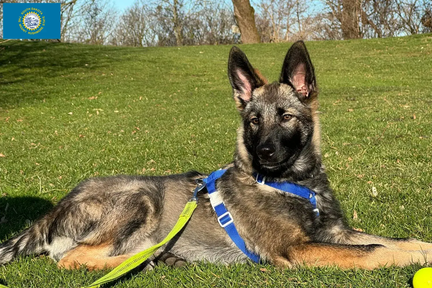 Read more about the article Sylvan Companion Dog Breeders and Puppies in South Dakota