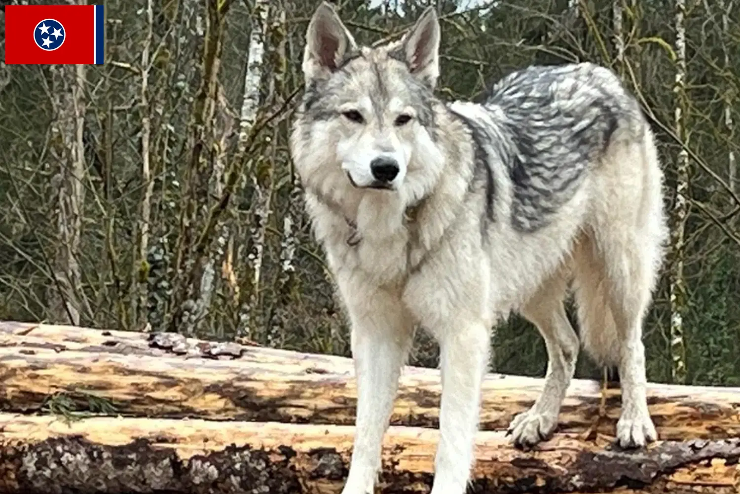 Read more about the article Sylvan Companion Dog Breeder and Puppies in Tennessee