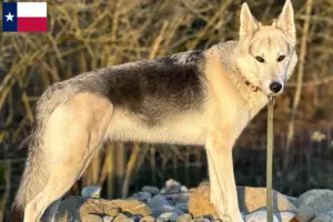 Read more about the article Sylvan Companion Dog Breeder and Puppies in Texas