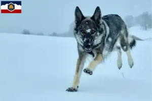 Read more about the article Sylvan Companion Dog Breeders and Puppies in Utah