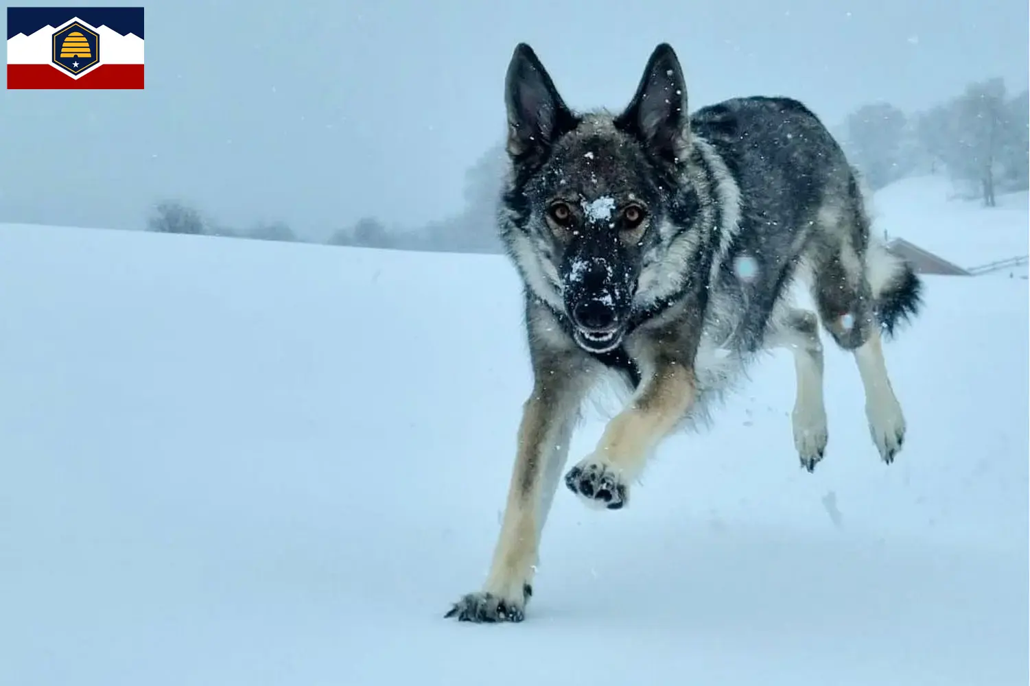 Read more about the article Sylvan Companion Dog Breeders and Puppies in Utah