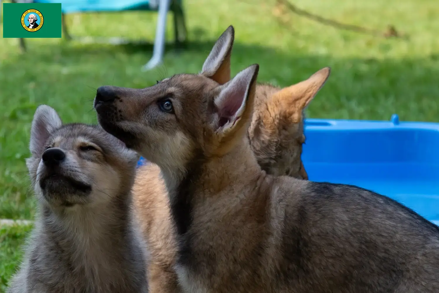 Read more about the article Sylvan Companion Dog breeders and puppies in Washington