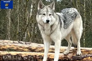 Read more about the article Sylvan Companion Dog Breeders and Puppies in Wisconsin