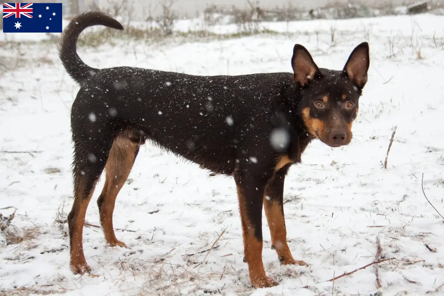 Australian Kelpie puppies and breeders Australia Here you can find Australian Kelpies breeders in Australia.