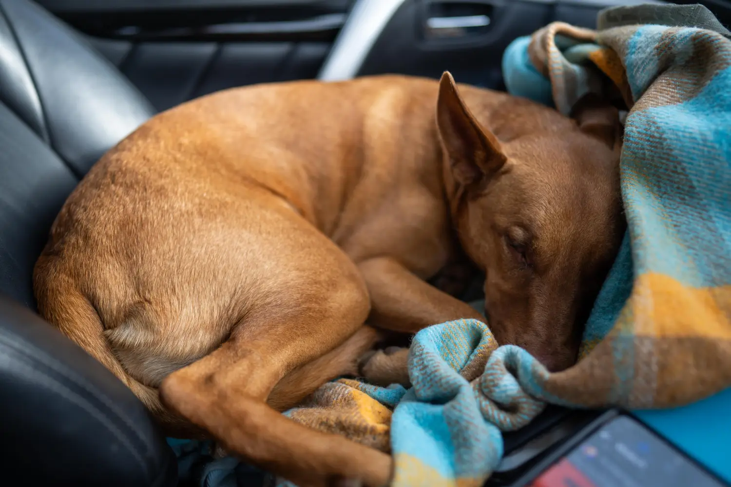 Buying an Australian Kelpie puppy means taking responsibility! Buy Australian Kelpie puppies.