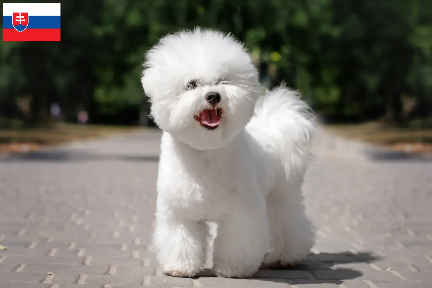 Read more about the article Bichon Frisé breeders and puppies in Slovakia