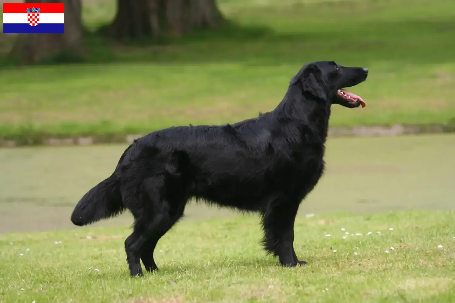 Flat Coated Retriever puppies and breeders Croatia Here you can find Flat Coated Retriever breeders in Croatia.
