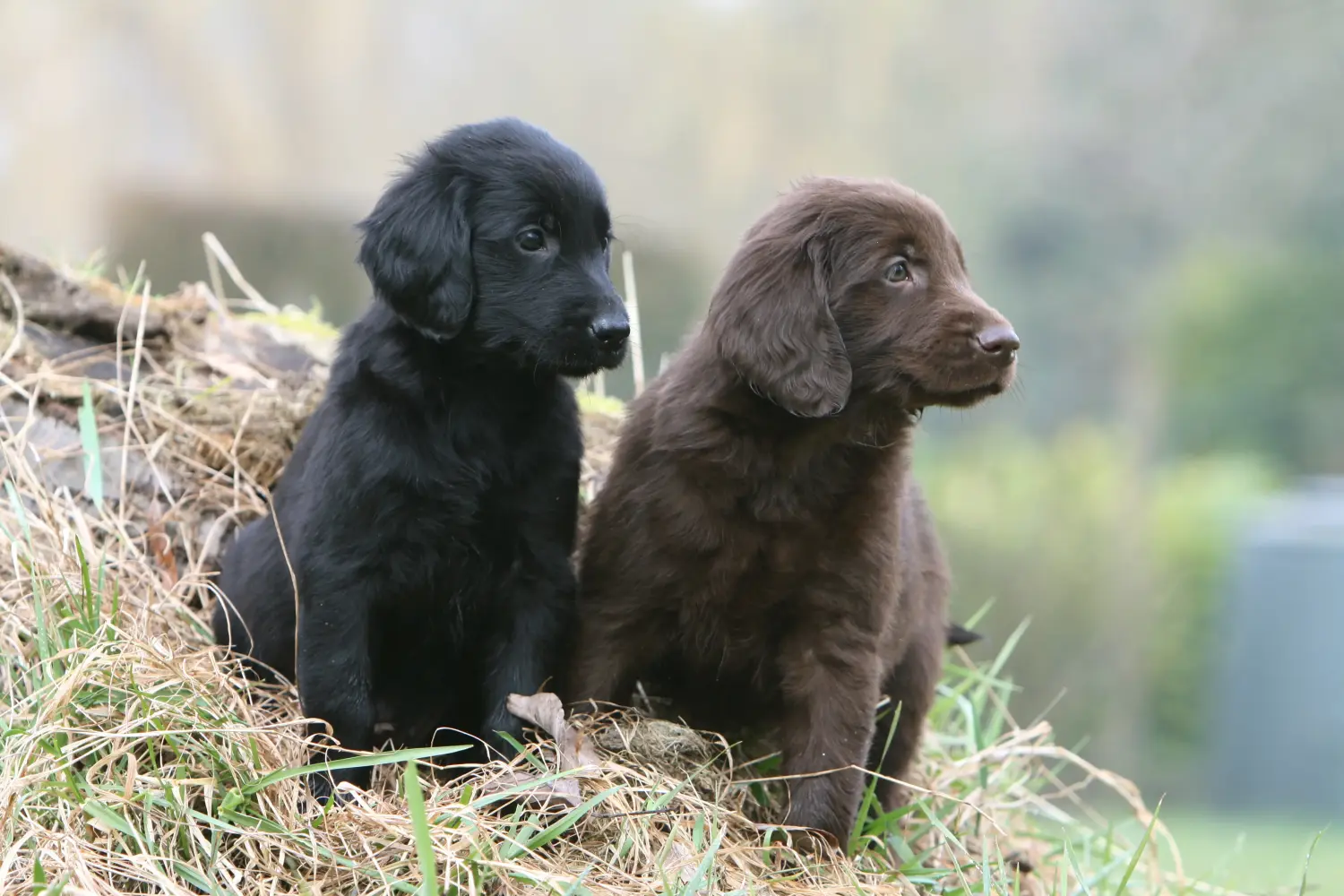 Buying a Flat Coated Retriever puppy means taking responsibility! Buy Flat Coated Retriever puppies.