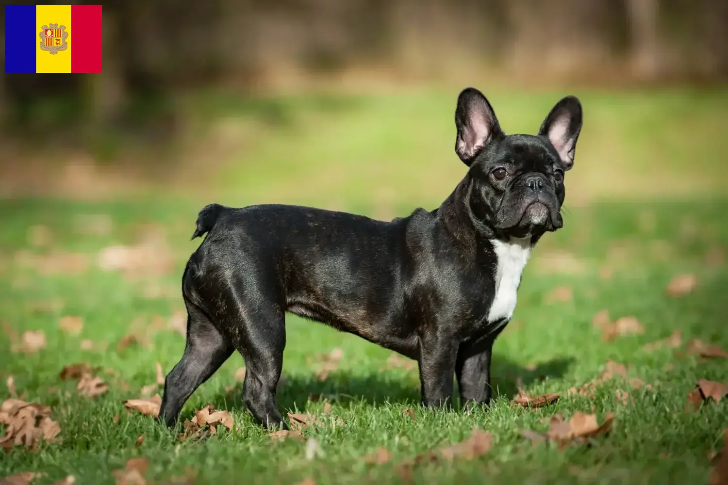 Read more about the article French Bulldog breeders and puppies in Andorra
