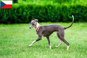 Read more about the article Italian wind chime breeders and puppies in the Czech Republic