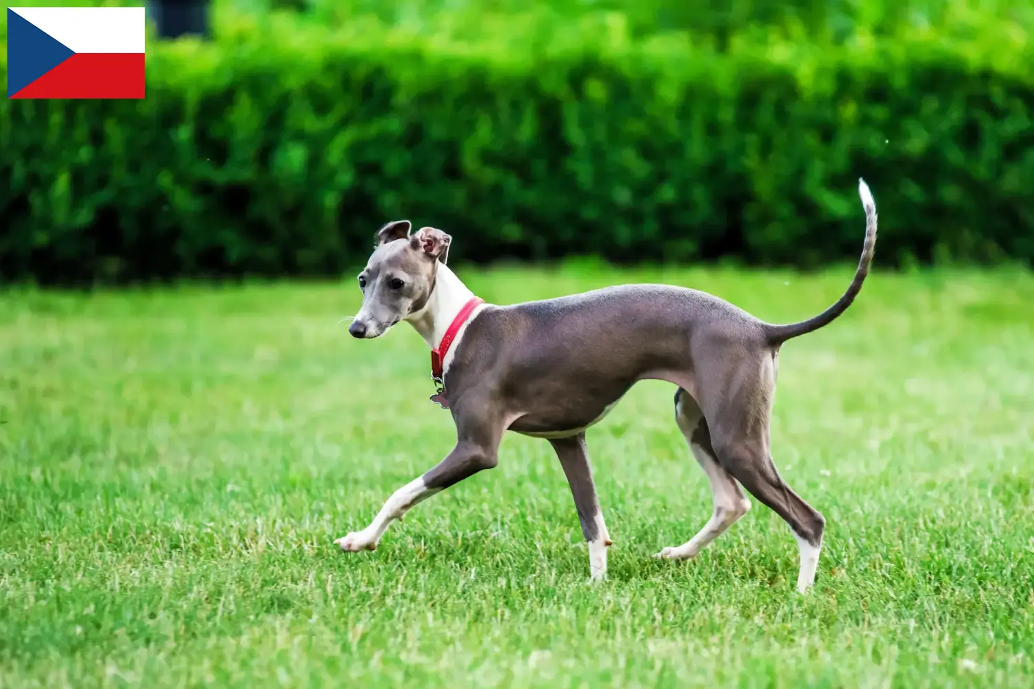 Read more about the article Italian wind chime breeders and puppies in the Czech Republic