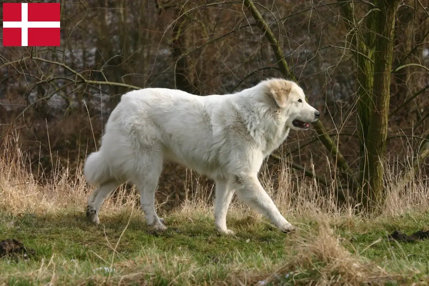 Read more about the article Pyrenean Mountain Dog breeders and puppies in Denmark