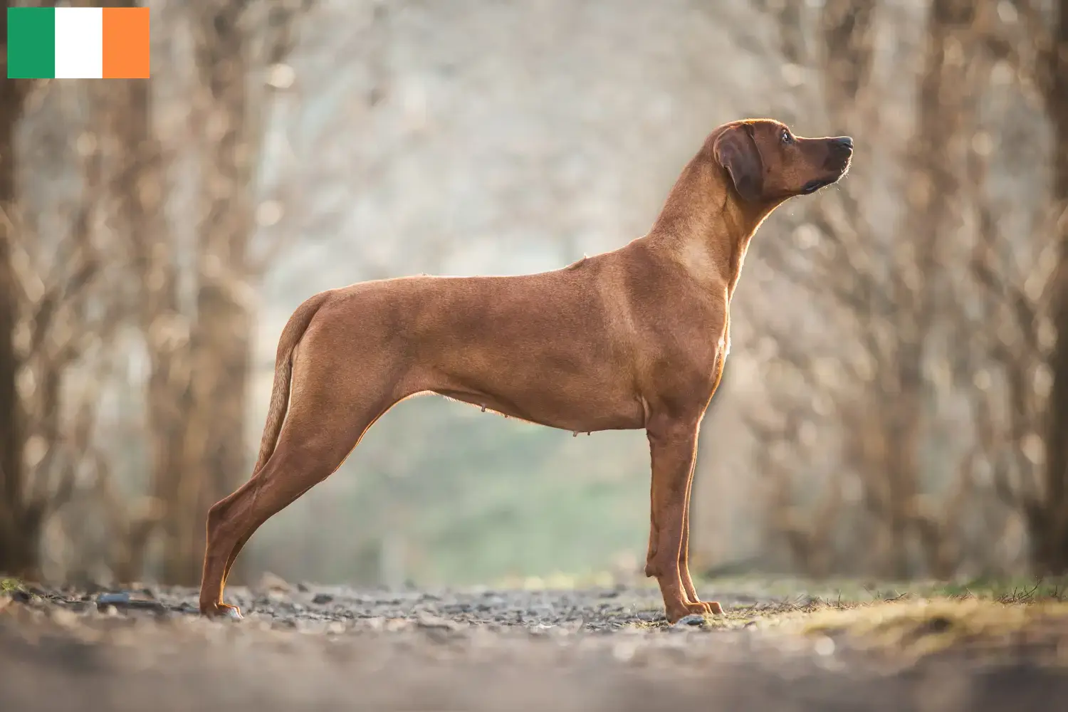 Rhodesian Ridgeback puppies and breeders Ireland Find Rhodesian Ridgeback breeders in Ireland.