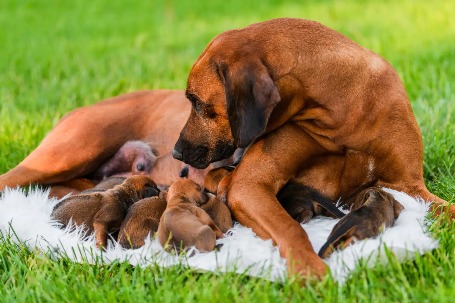 Buying a Rhodesian Ridgeback puppy means taking responsibility! Buy Rhodesian Ridgeback puppies.