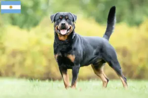 Read more about the article Rottweiler breeders and puppies in Argentina