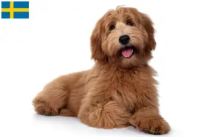 Read more about the article Australian Cobberdog breeders and puppies in Sweden